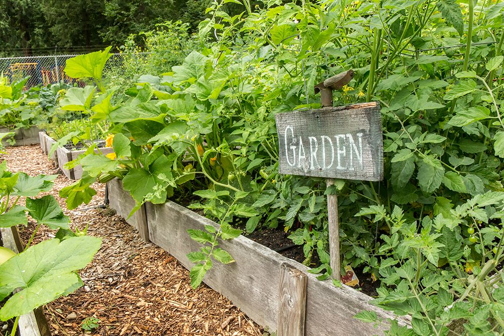 Issaquah-Washington State-USA Cherry tomato plants